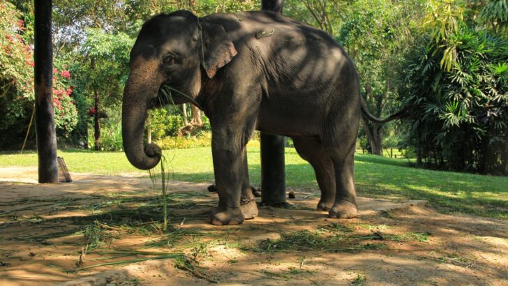 Christmas and Elephant Camp in Chiang Mai