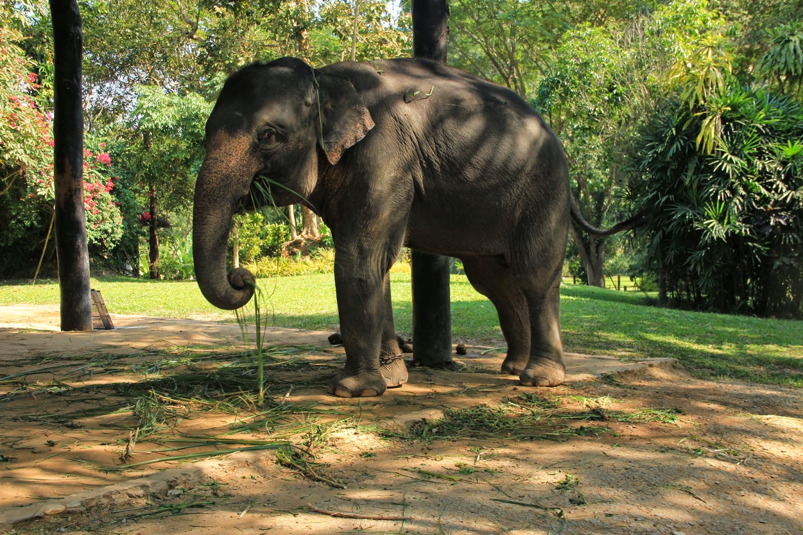 Christmas and Elephant Camp in Chiang Mai