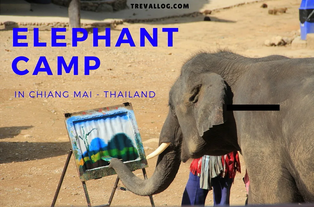 Elephant camp in Chiang Mai, Thailand