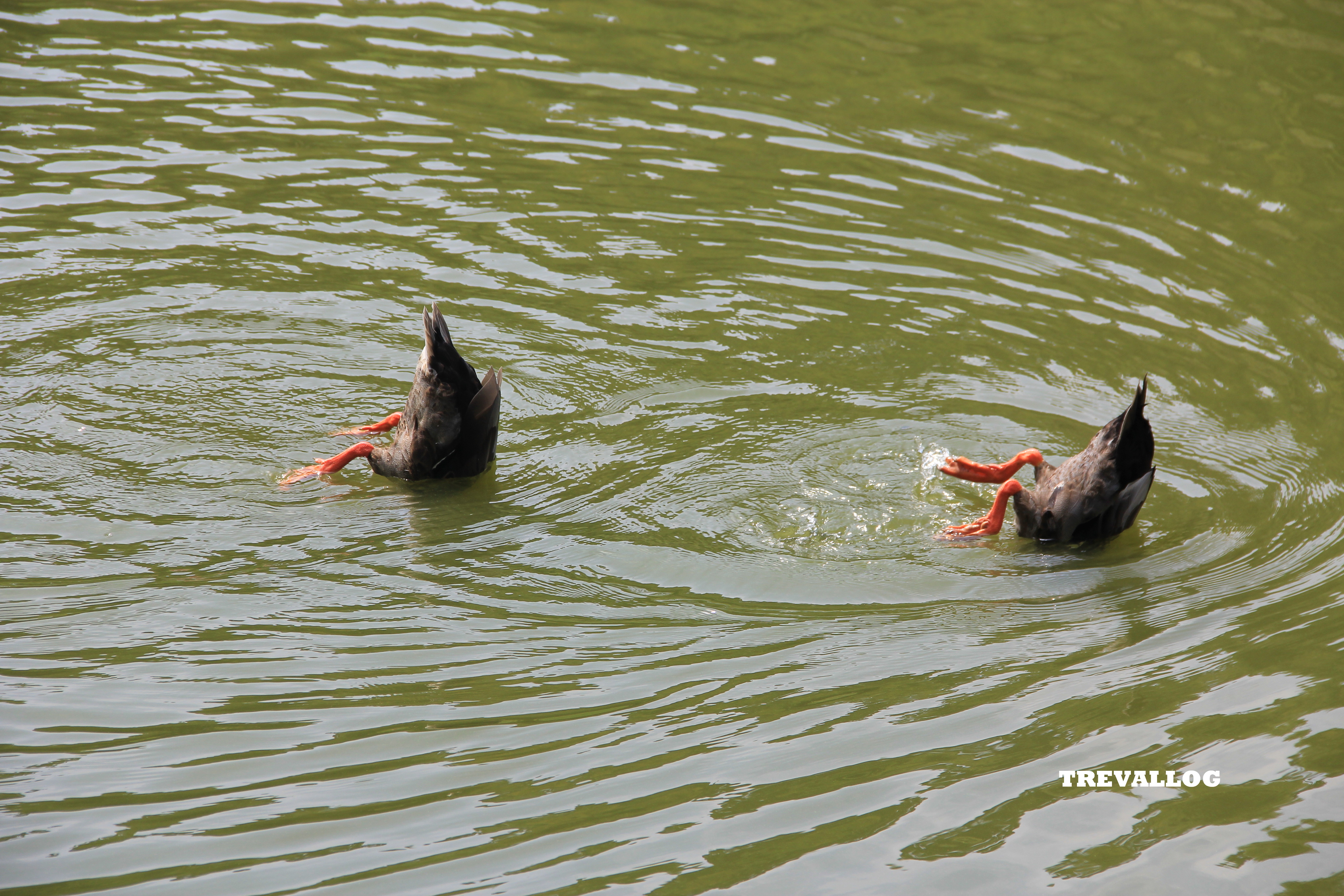 Duck at Little Swiss Garden, Cingjing, Taiwan