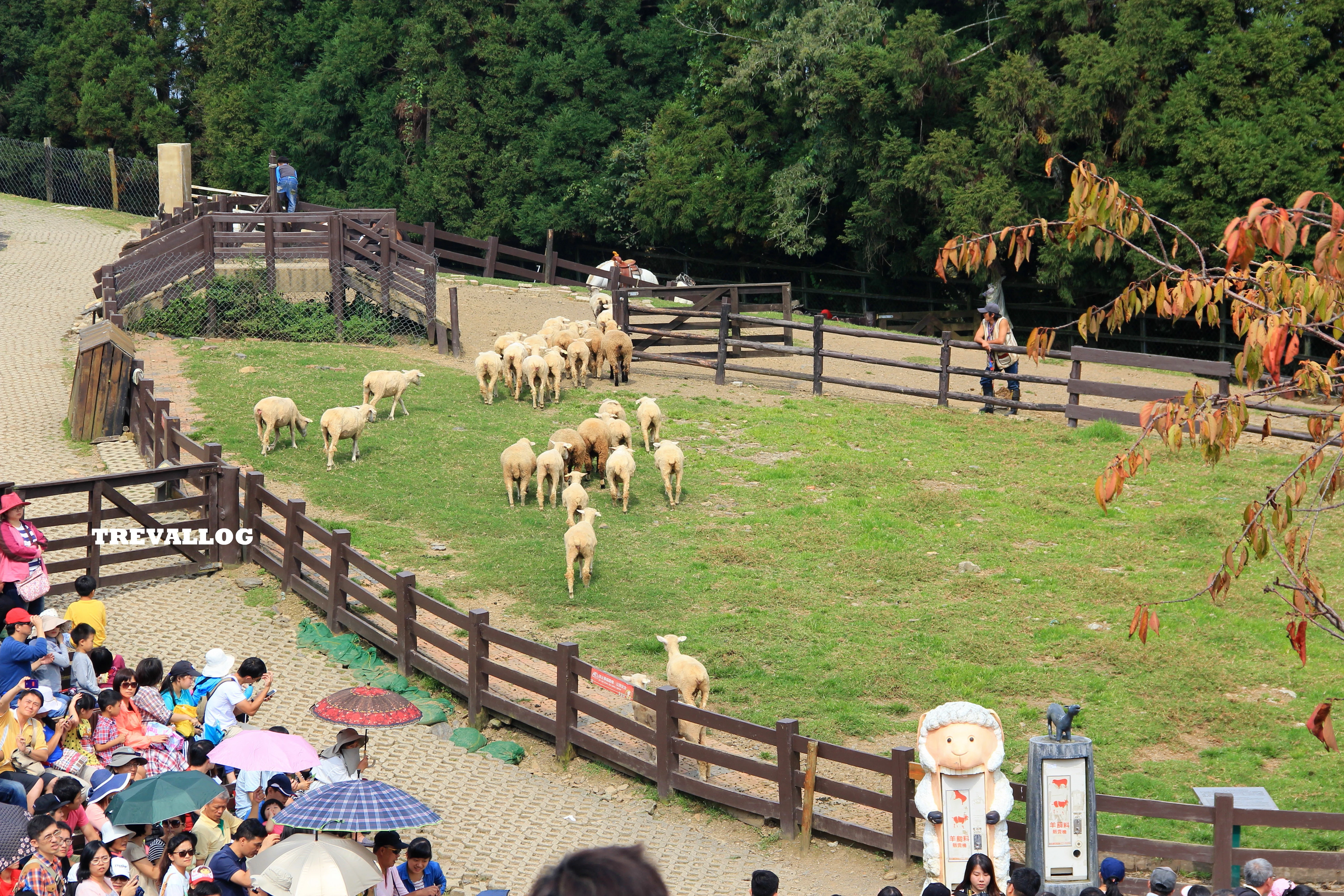 Sheep Show at Cingjing Farm, Taiwan