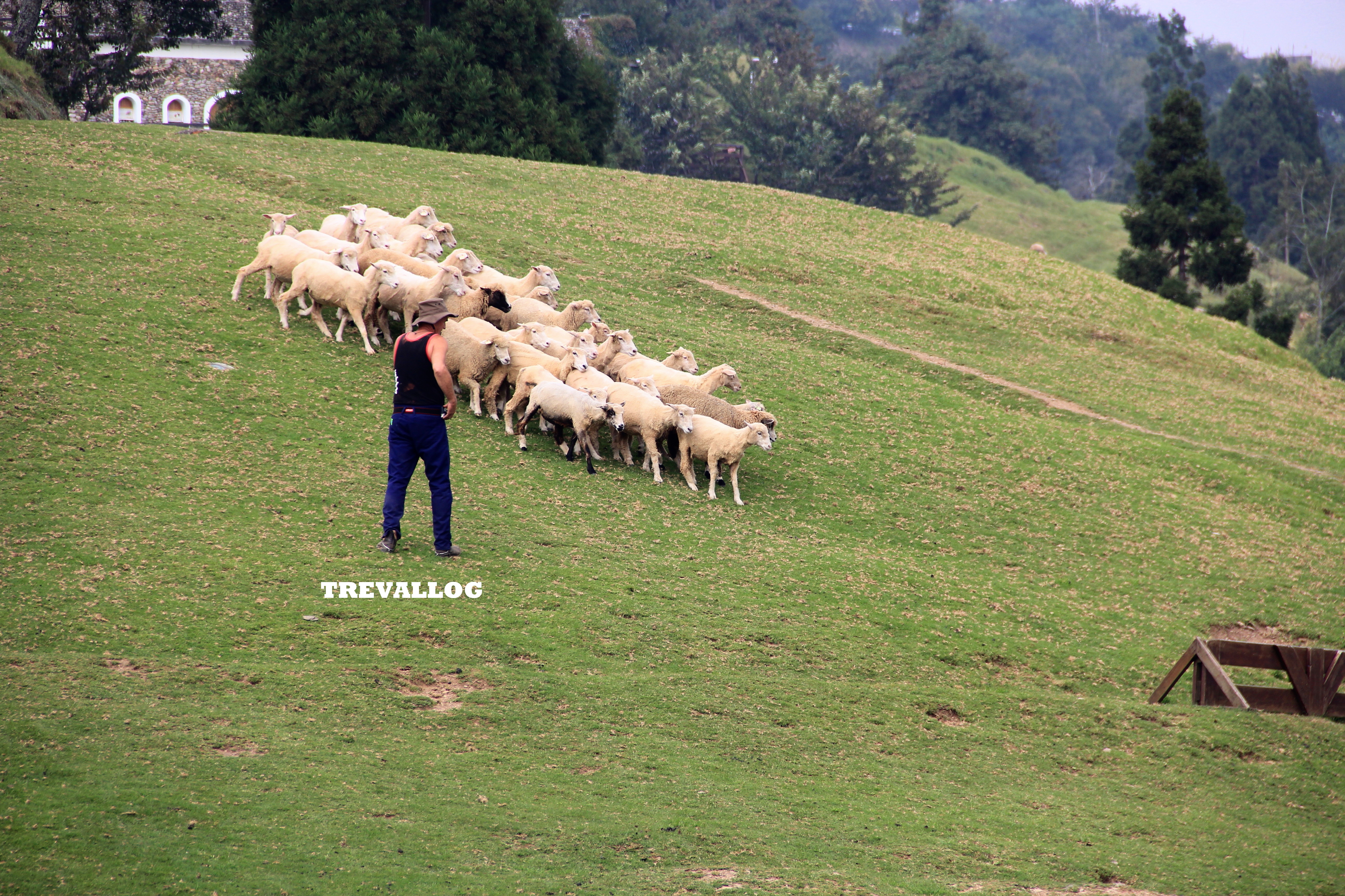 Sheep Show at Cingjing Farm, Taiwan