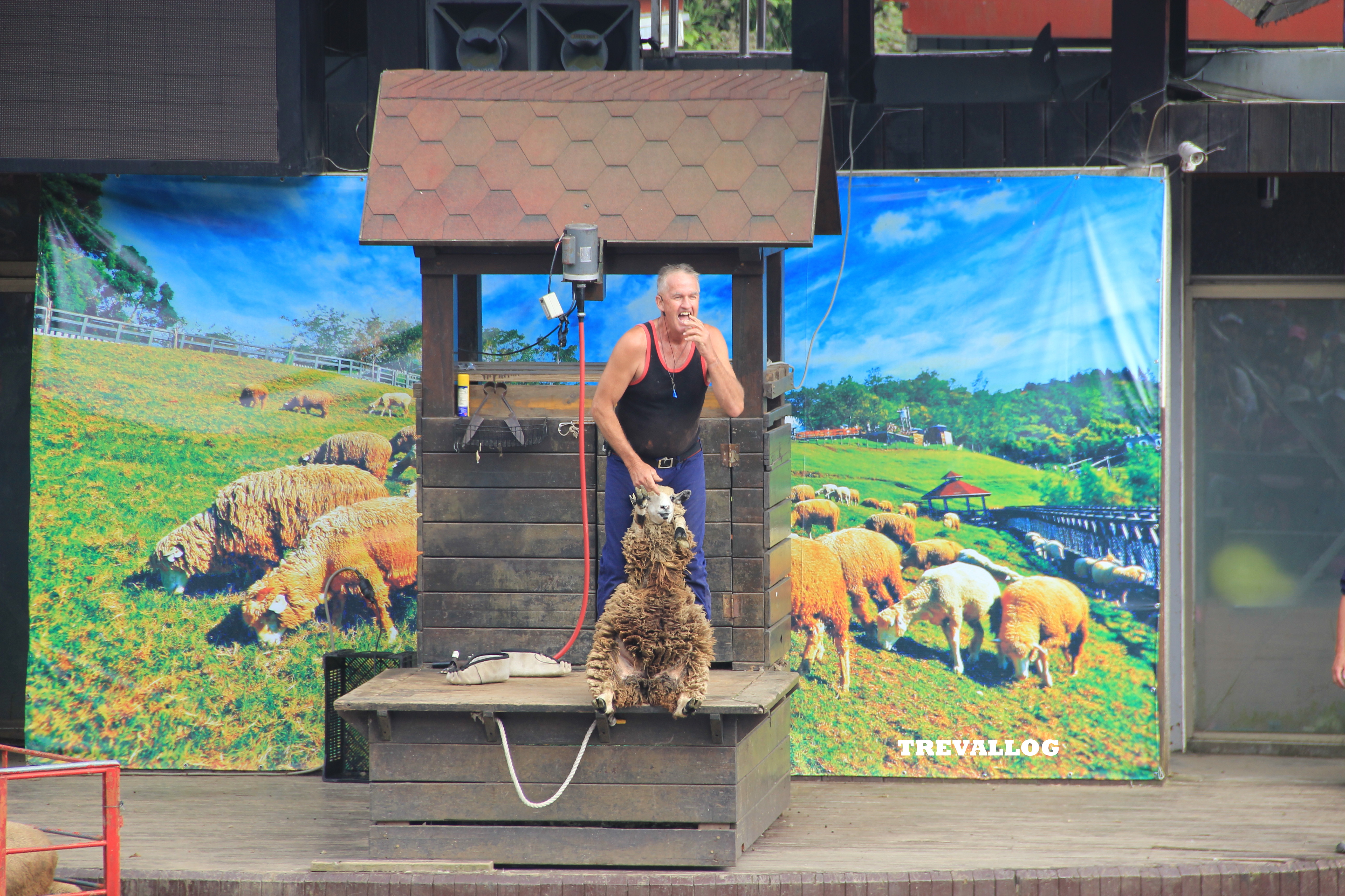 Sheep Show at Cingjing Farm, Taiwan