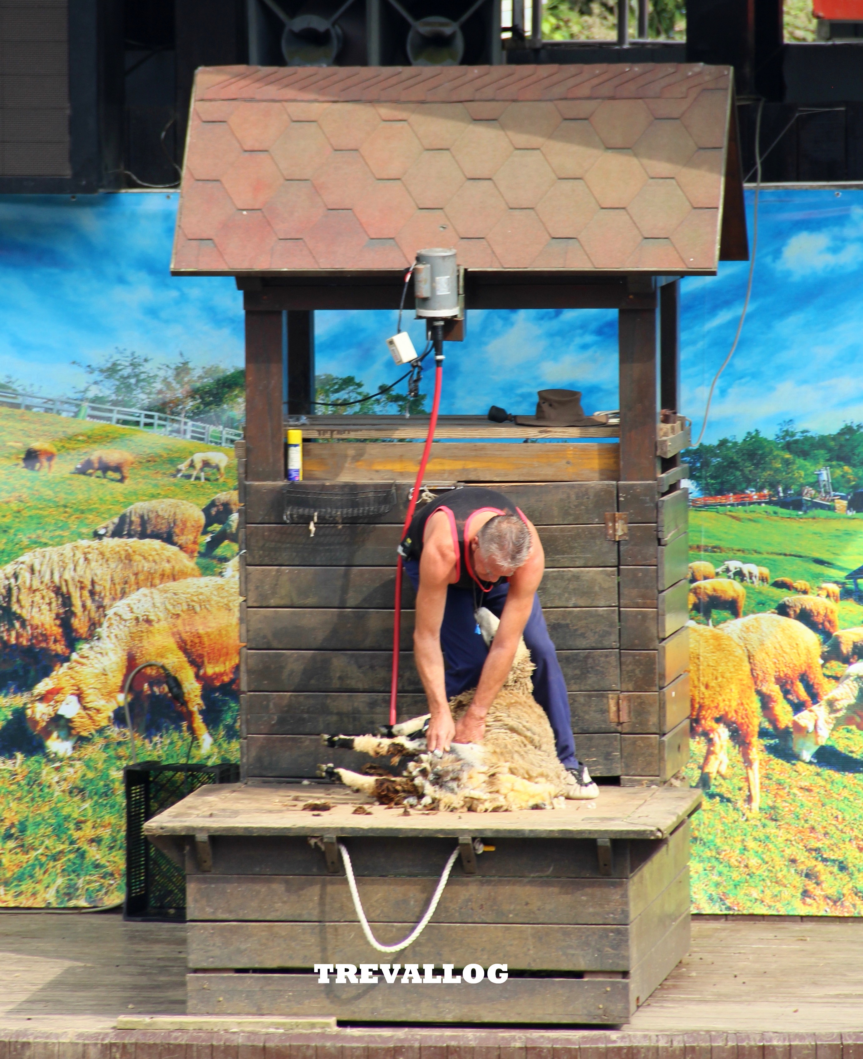 Sheep Show at Cingjing Farm, Taiwan