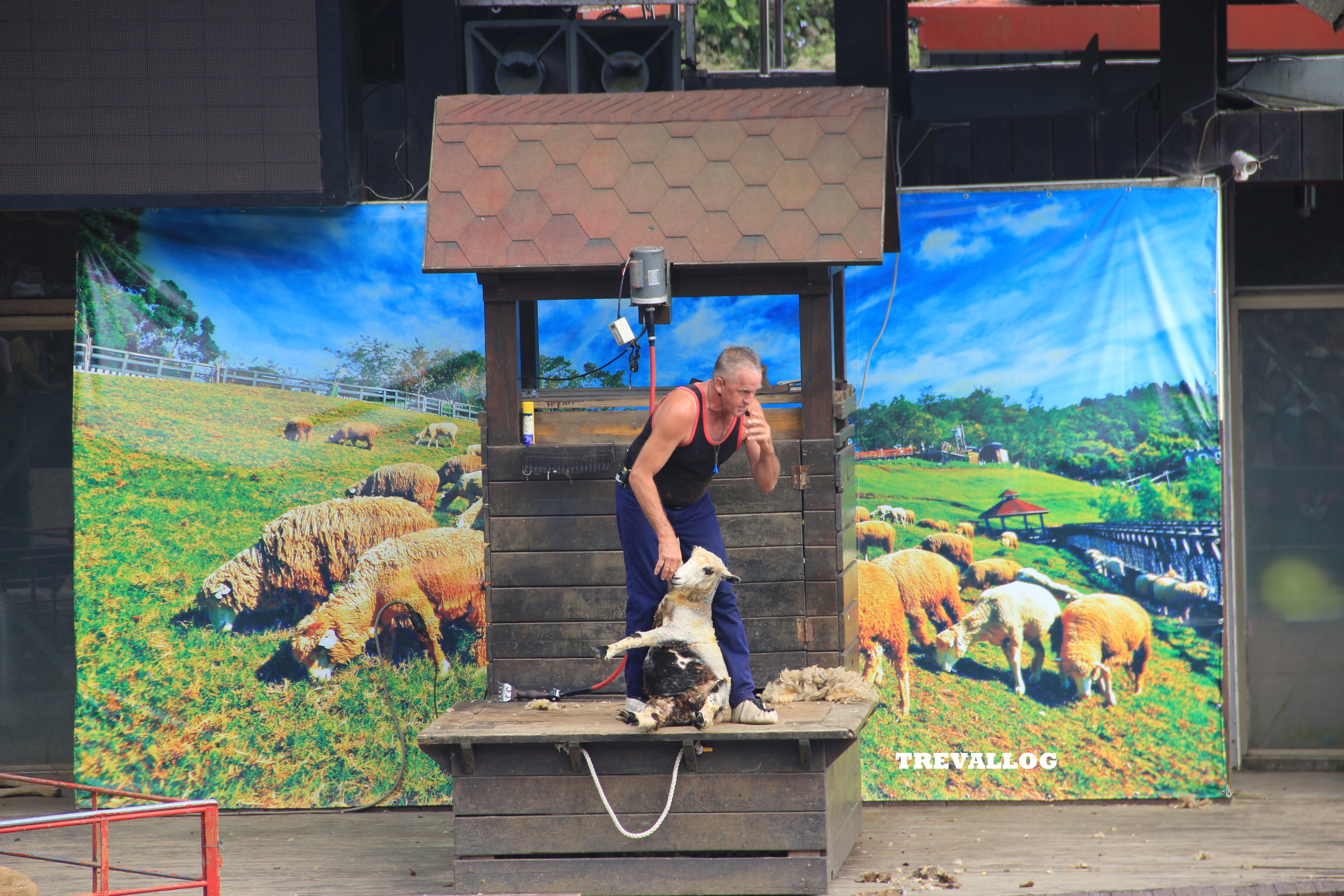 Sheep Show at Cingjing Farm, Taiwan