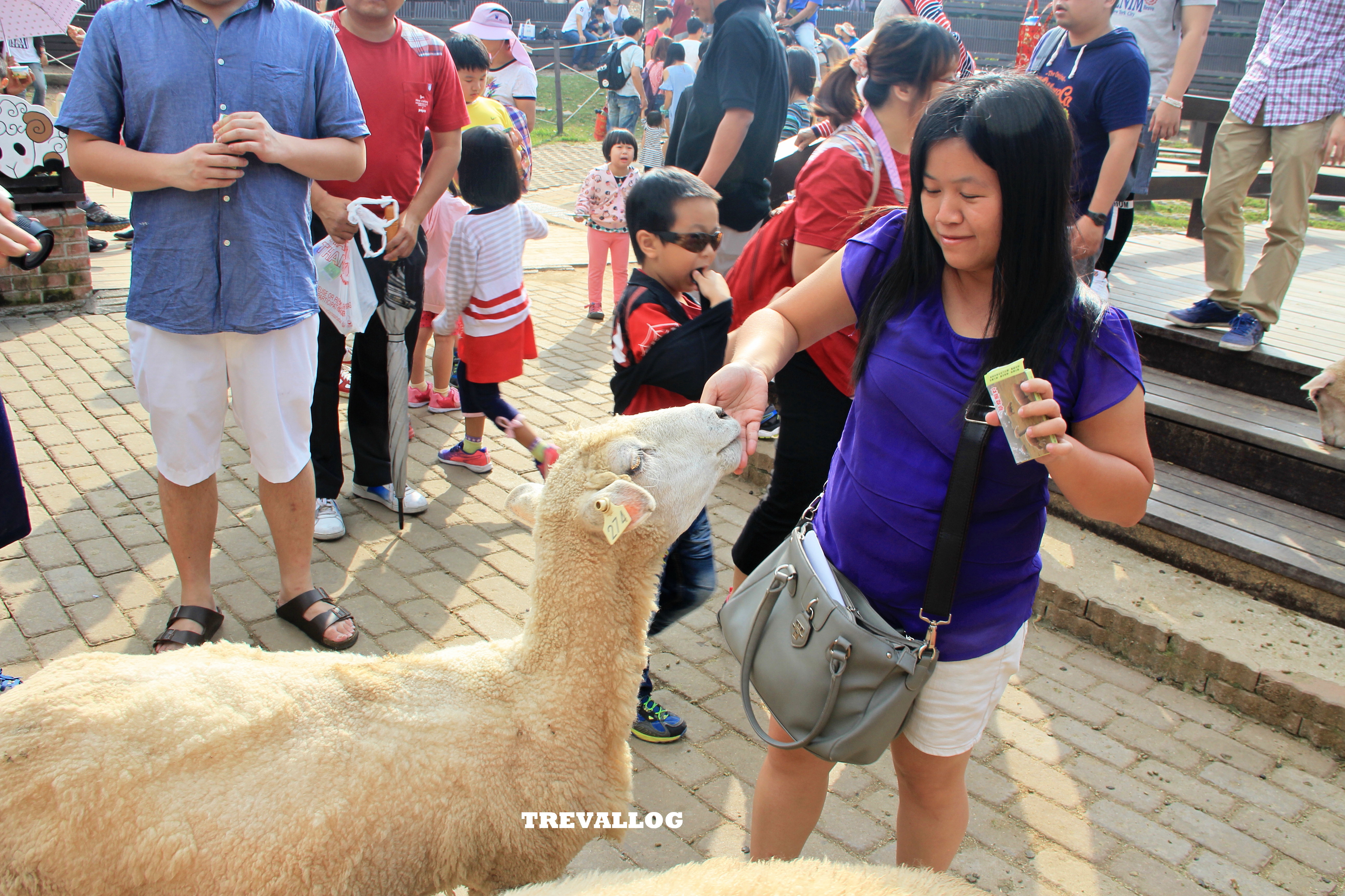 Sheep Show at Cingjing Farm, Taiwan