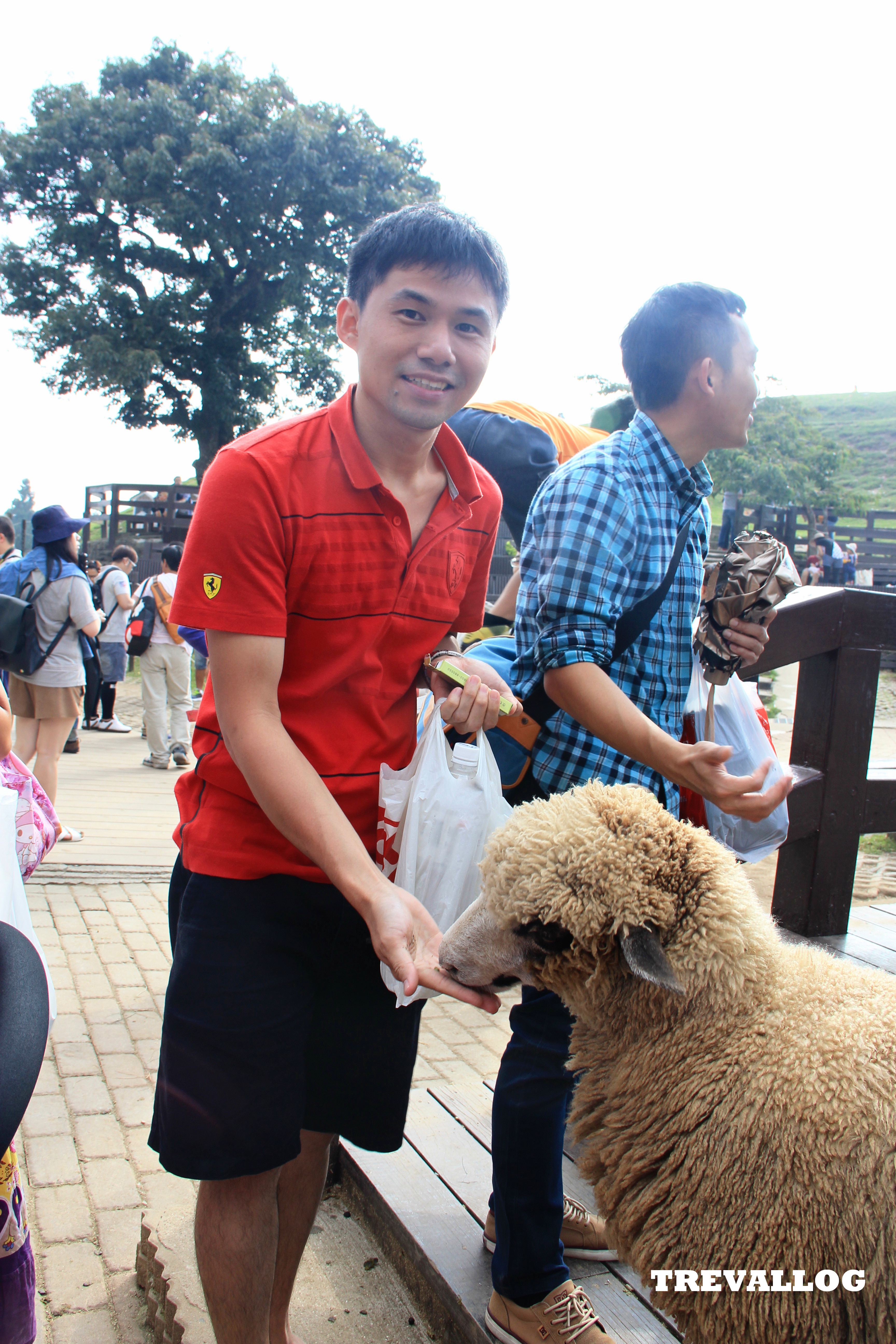 Sheep Show at Cingjing Farm, Taiwan