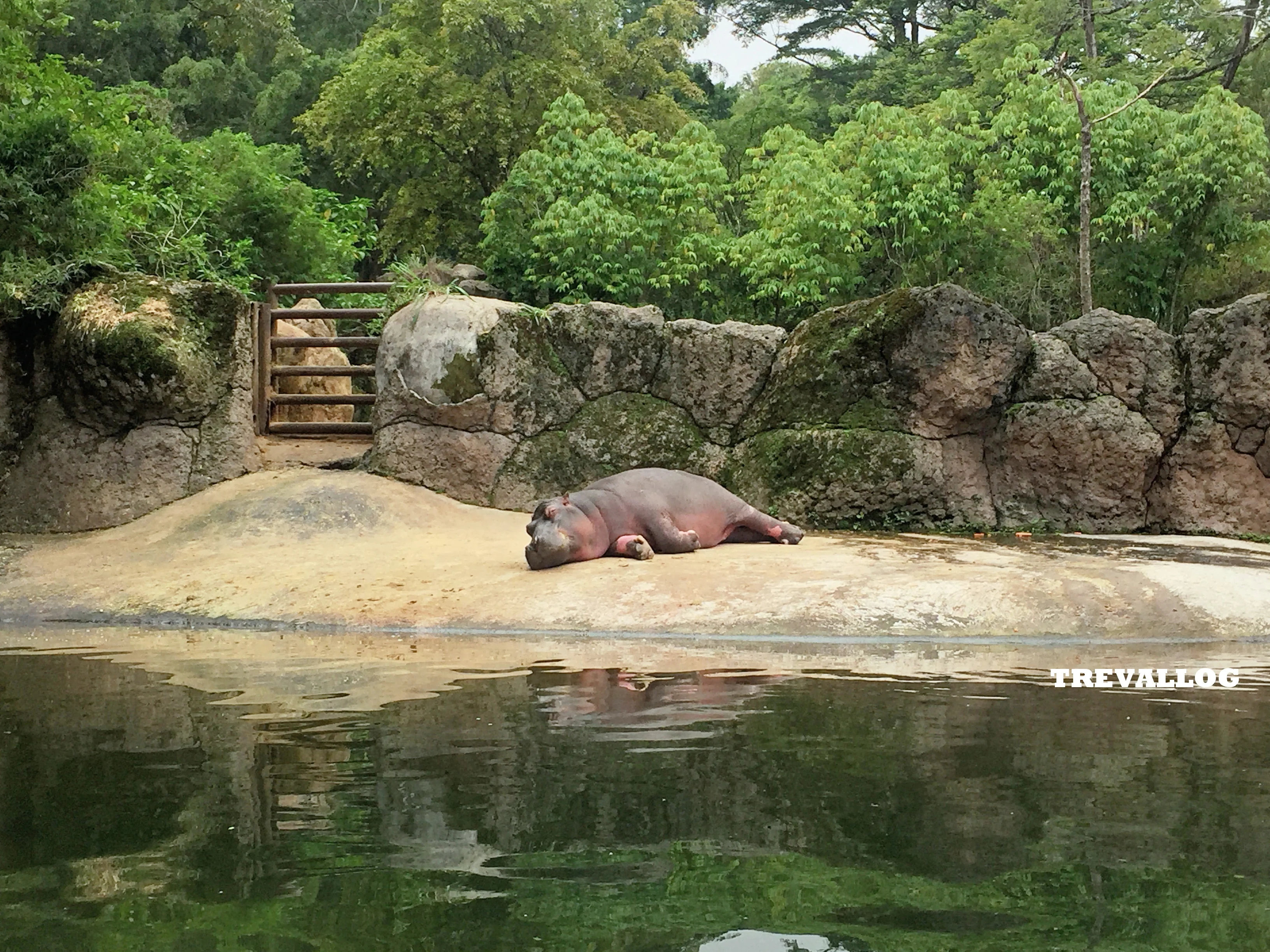 Hippopotamus at Taman Safari, Bogor, Indonesia