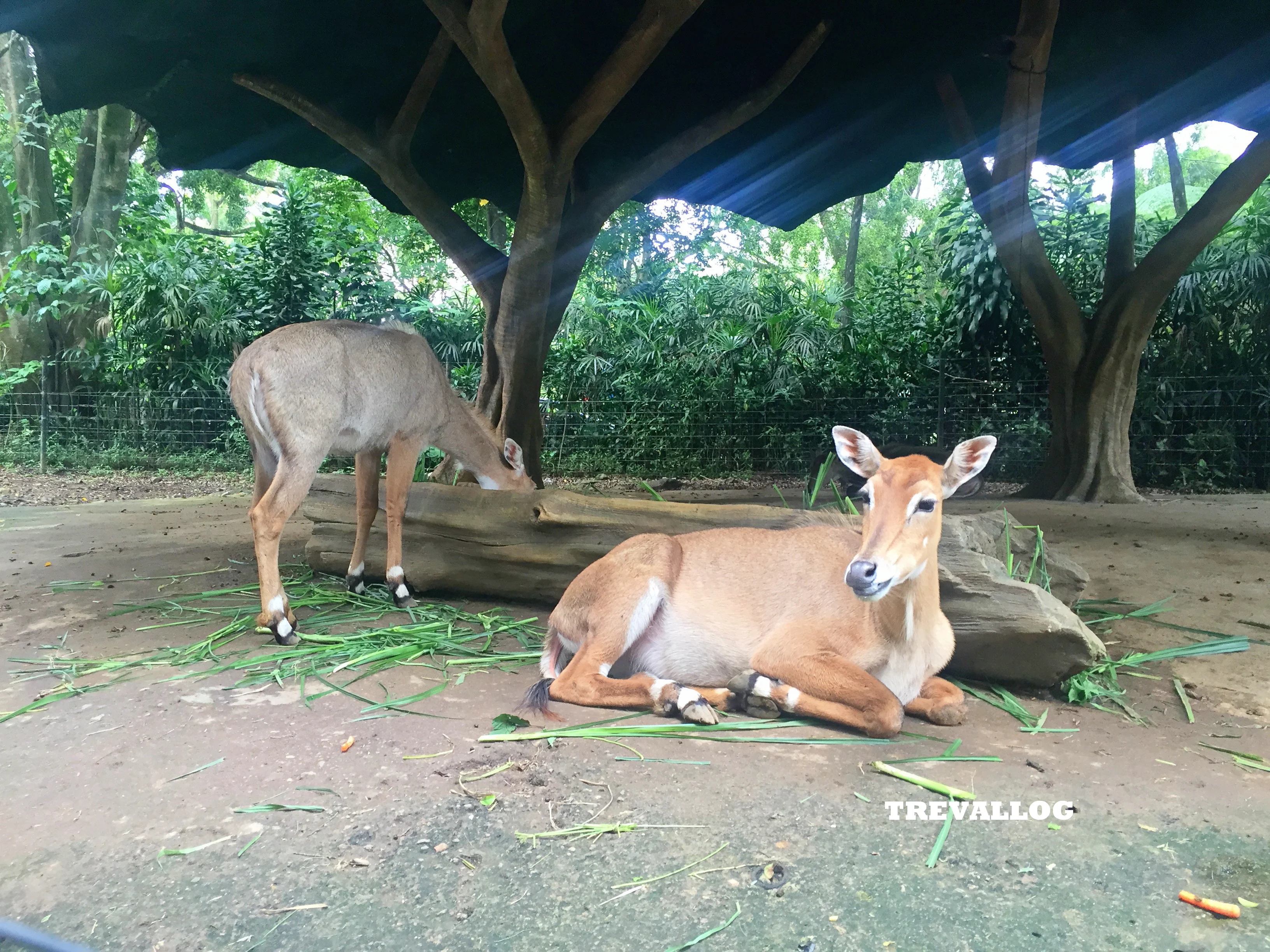 Deer at Taman Safari, Bogor, Indonesia
