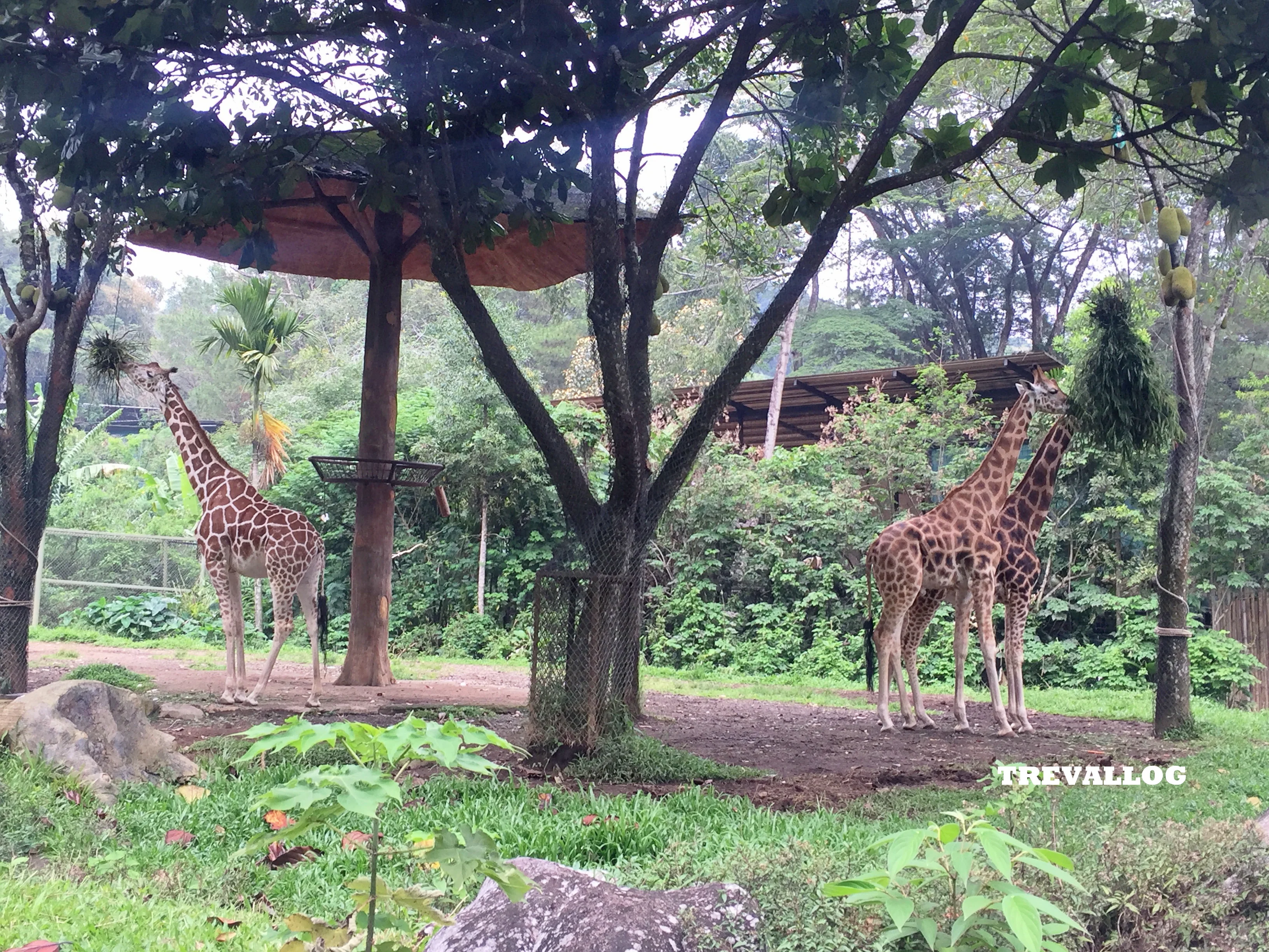 Giraffes at Taman Safari, Bogor, Indonesia