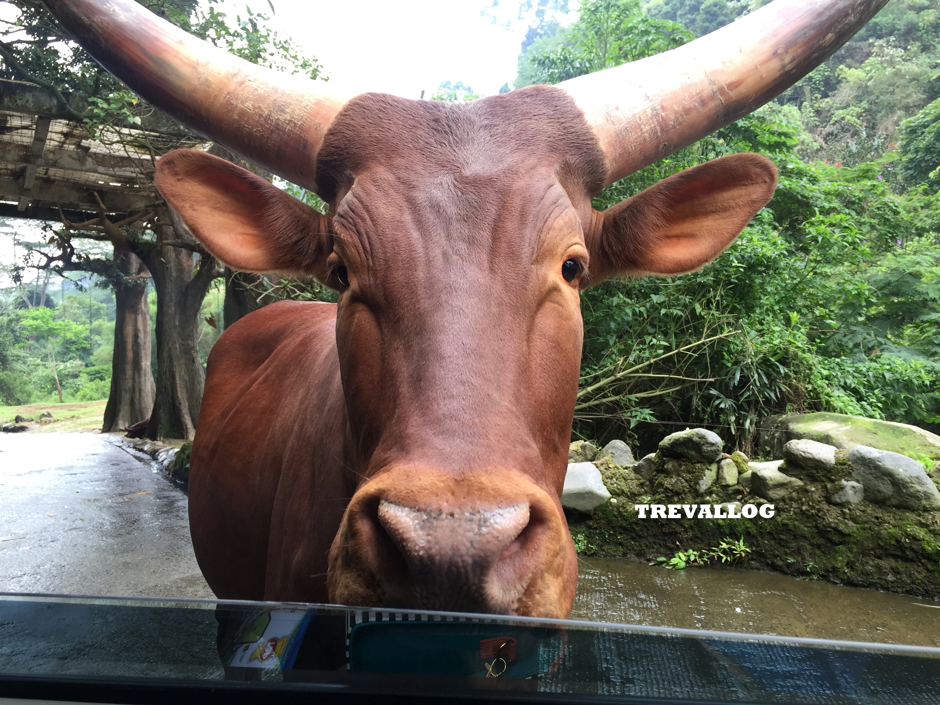 Ox at Taman Safari, Bogor, Indonesia
