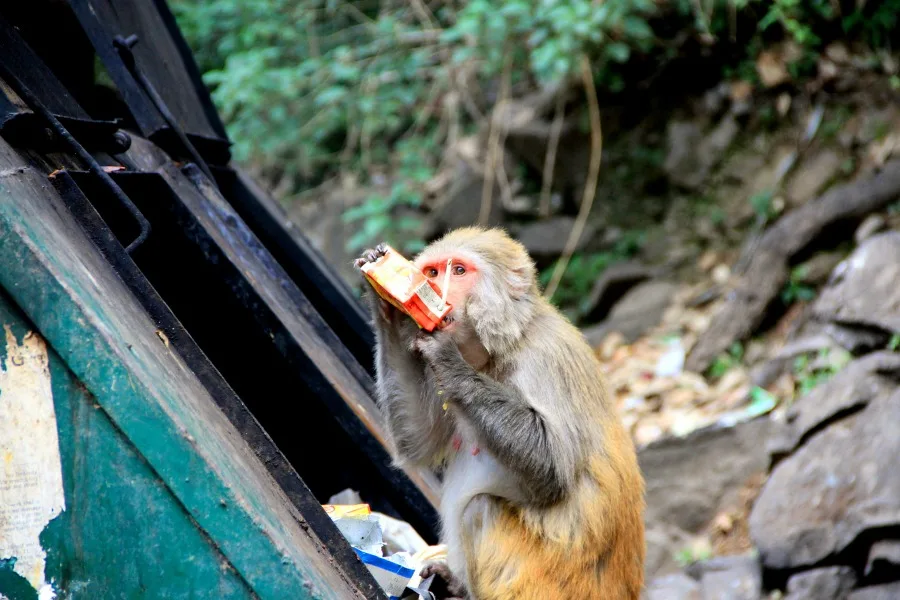 Monkey along the way to Tushita Meditation Centre, McLeod Ganj, Dharamsala, India