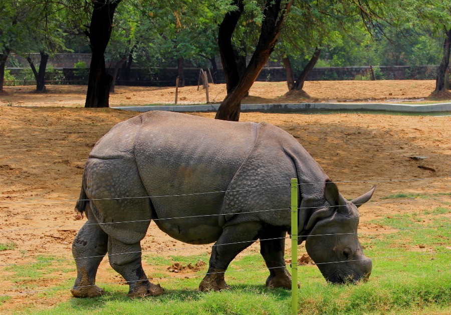 Rhinoceros at National Zoological Park at New Delhi, India