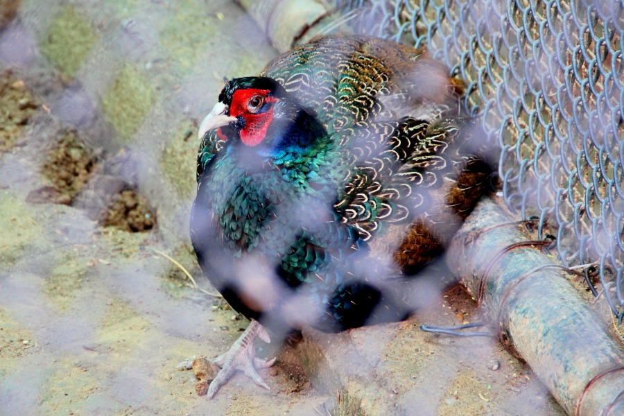 Colorful chicken at National Zoological Park at New Delhi, India