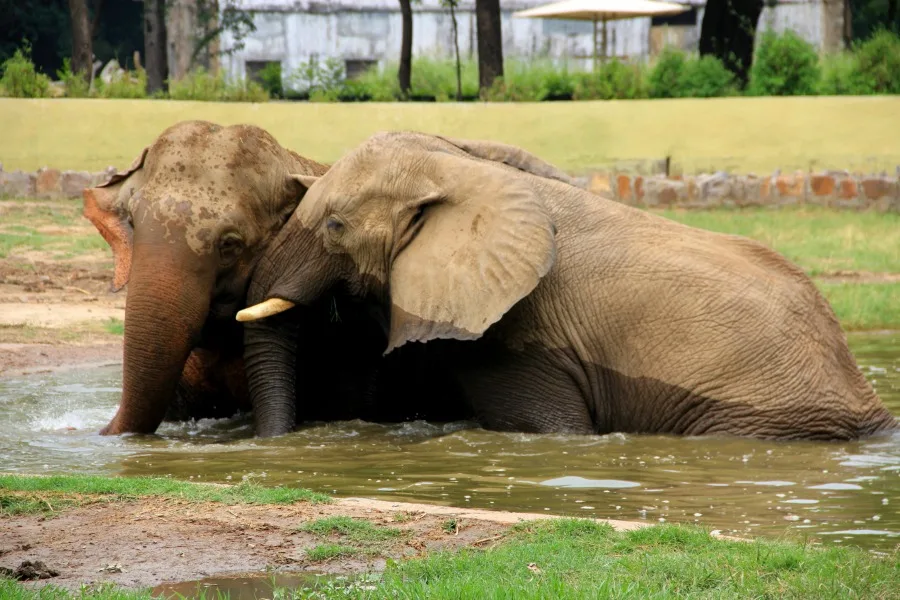 Snuggling elephants at National Zoological Park at New Delhi, India