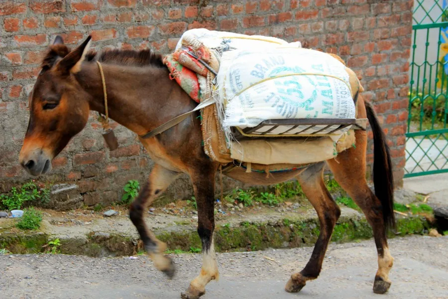 Hardworking horse in Dharamkot, McLeod Ganj, Dharamsala, India