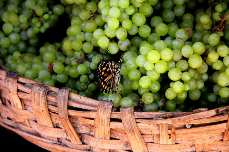 Butterfly at McLeod Ganj, Dharamsala, India