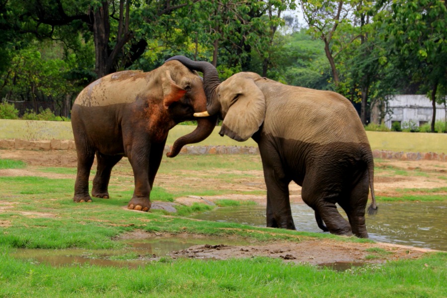 Elephant affection at National Zoological Park at New Delhi, India