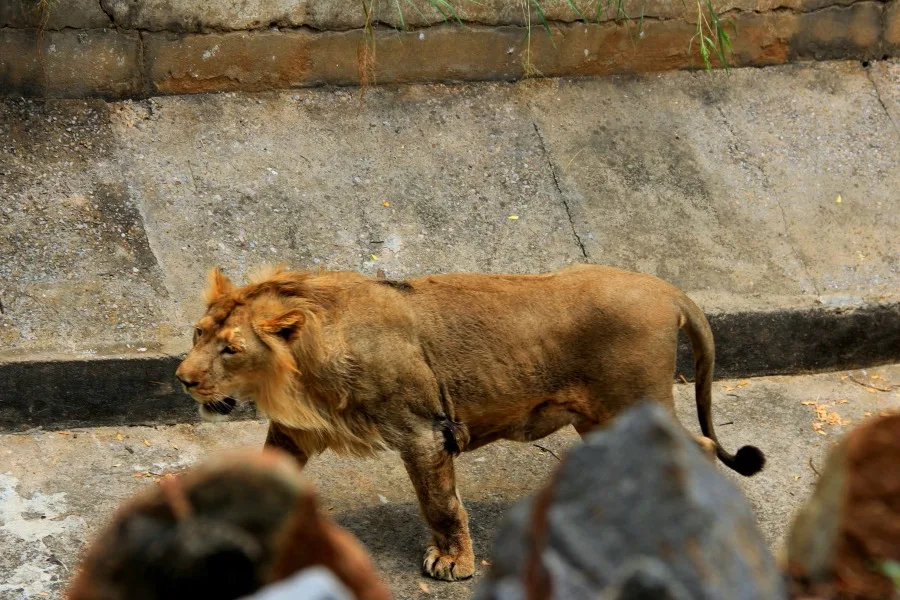 Lion at National Zoological Park at New Delhi, India