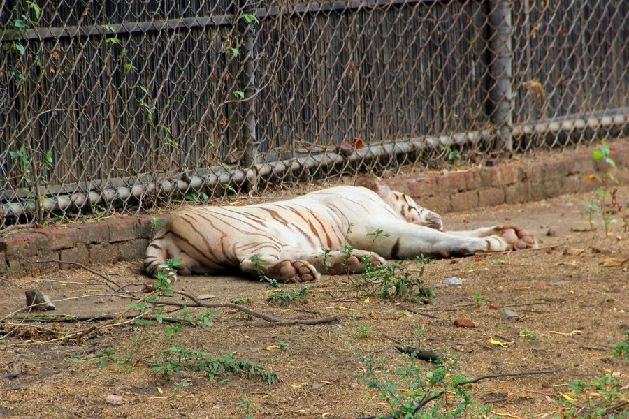 Napping tiger at National Zoological Park at New Delhi, India