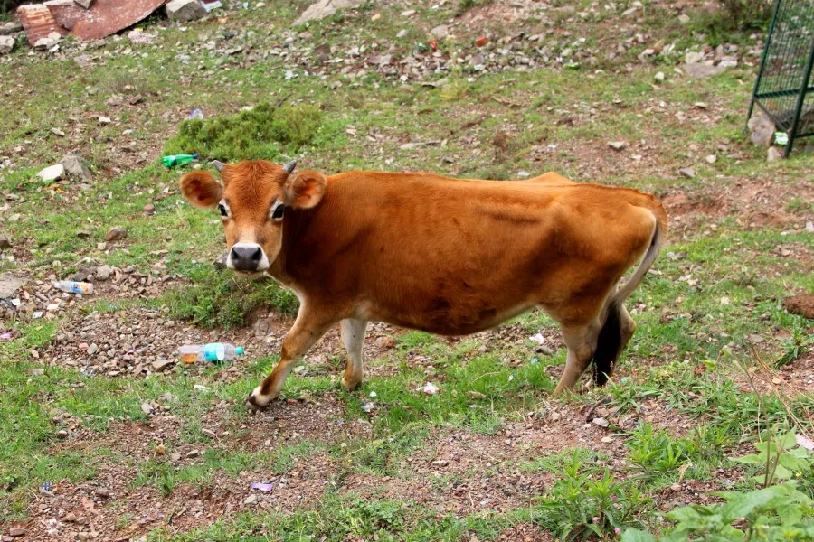 Cute animal cow in Dharamkot, McLeod Ganj, Dharamsala, India