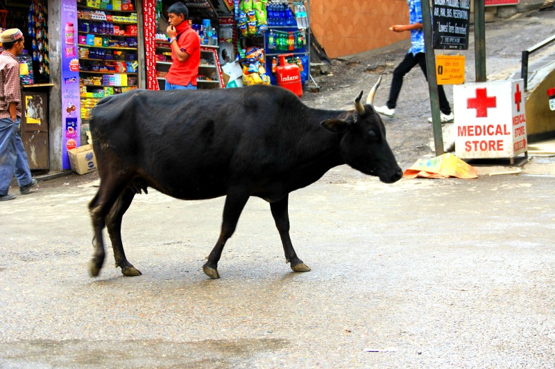Cow at McLeod Ganj, Dharamsala, India