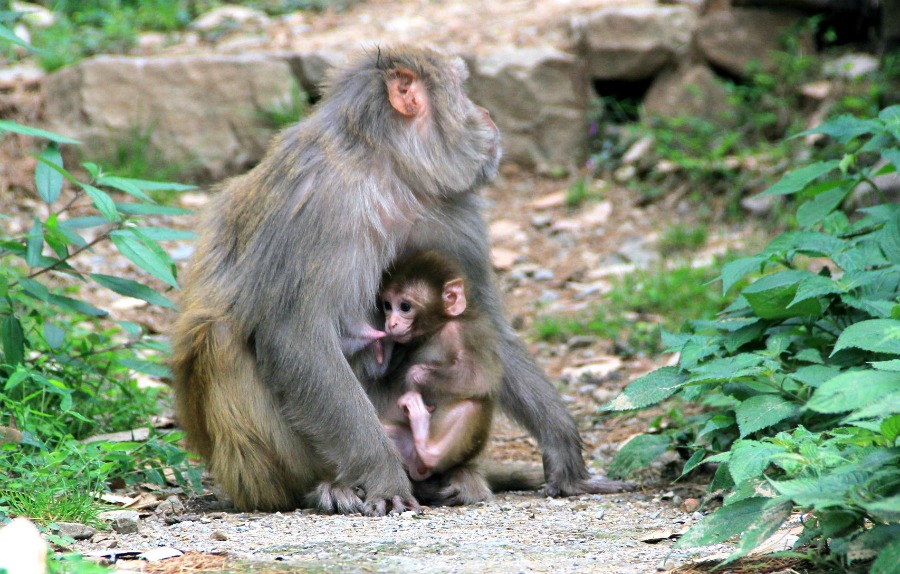 3 monkey feeding