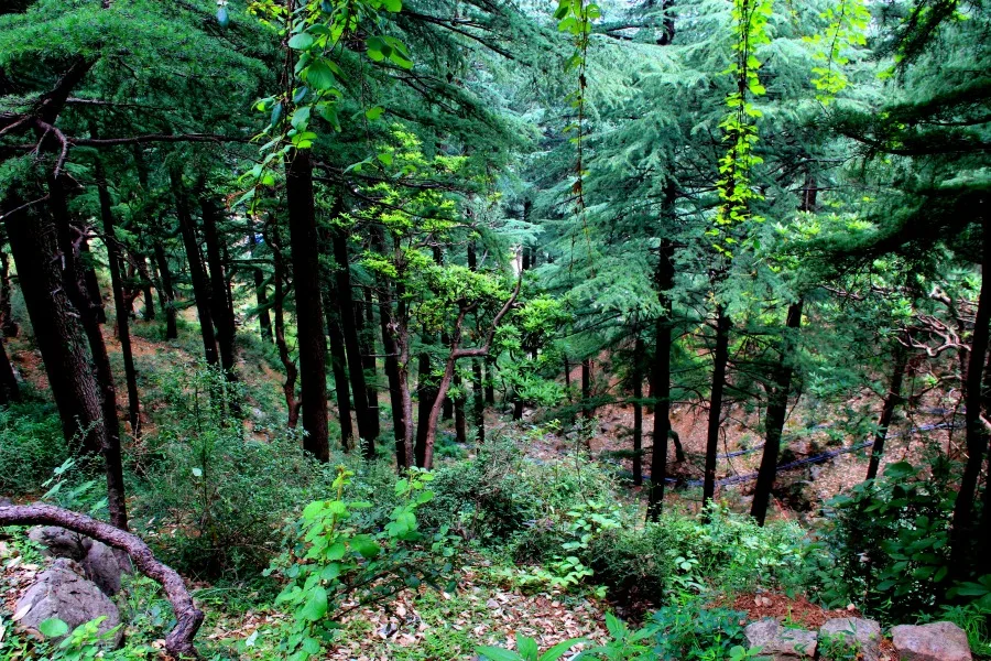 Tall trees along the way to Tushita Meditation Centre, McLeod Ganj, Dharamsala, India