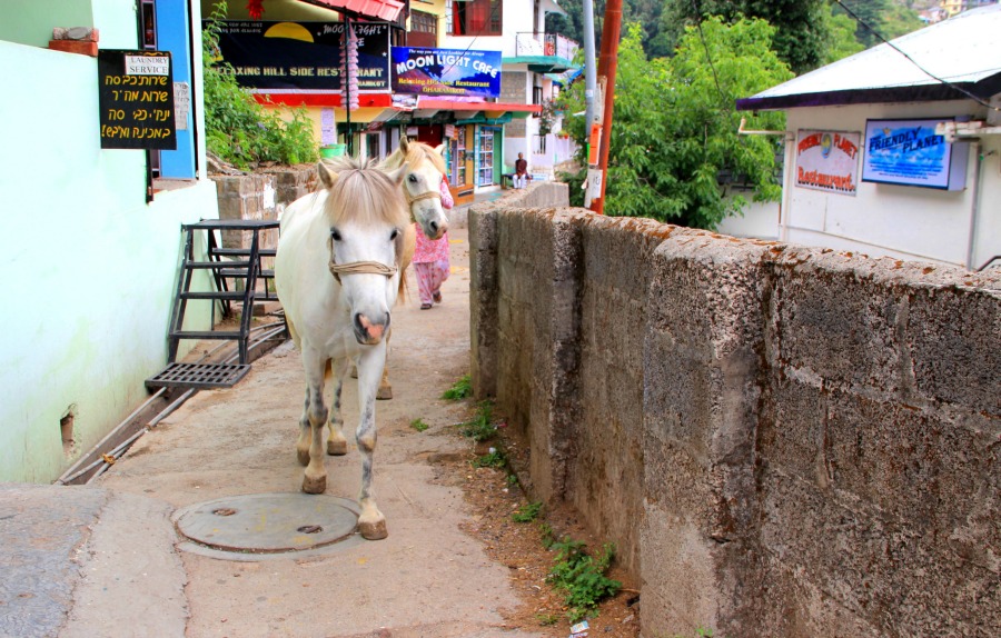 Beautiful white horses in Dharamkot, McLeod Ganj, Dharamsala, India