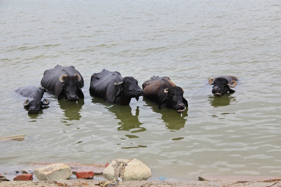 Cows dipping, Varanasi, India