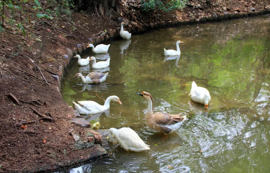 Ducks and a duckling at National Zoological Park at New Delhi, India