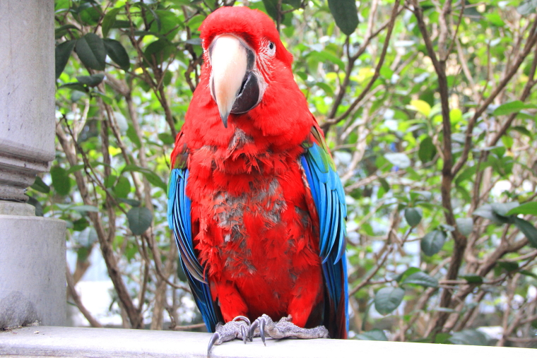 Red talking parrot, Yuen Po Street Bird Garden, Hong Kong