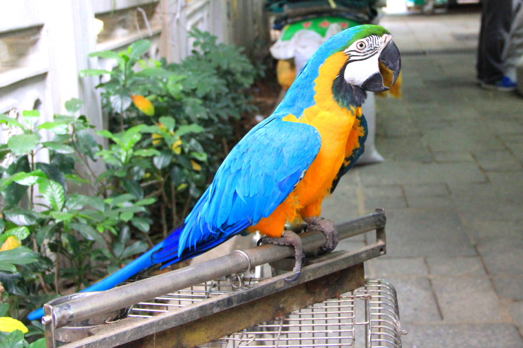 Blue parrot, Yuen Po Street Bird Garden, Hong Kong
