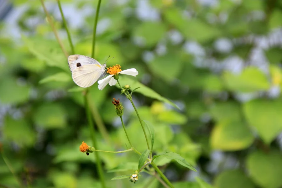 Butterfly at Kadoorie Farm & Botanic Garden, Hong Kong
