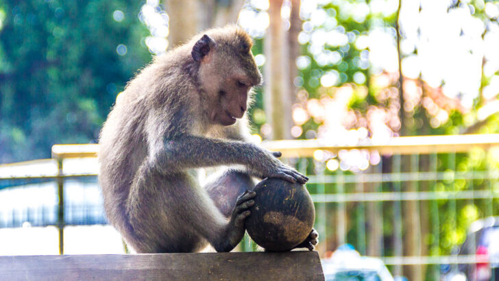The Innocent Looking Monkeys in Monkey Forest Ubud Bali Are Really AGGRESSIVE