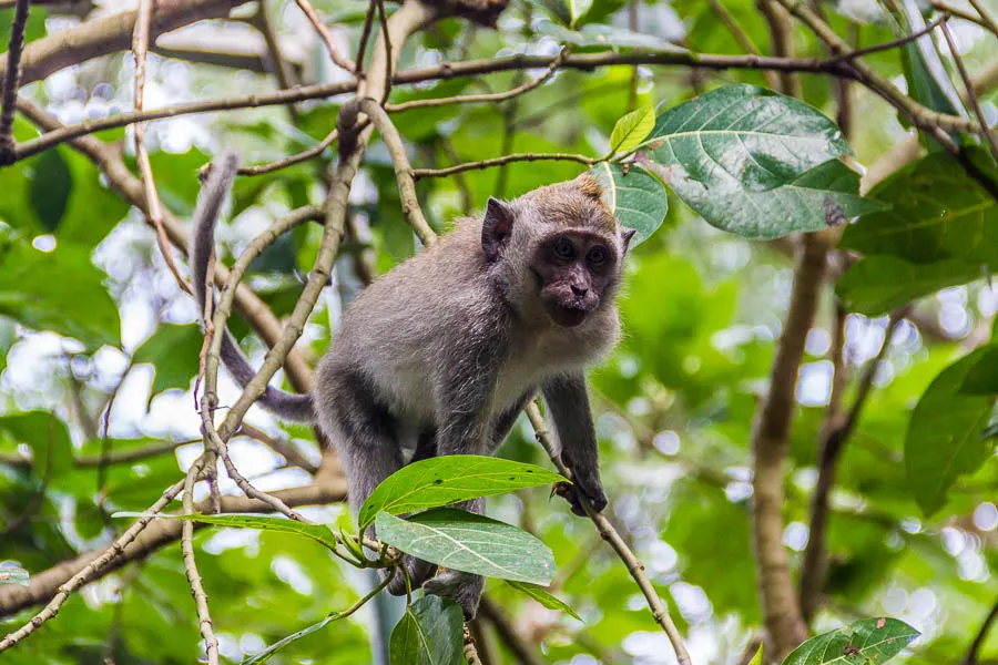 Monkey at Monkey Forest Ubud, Bali