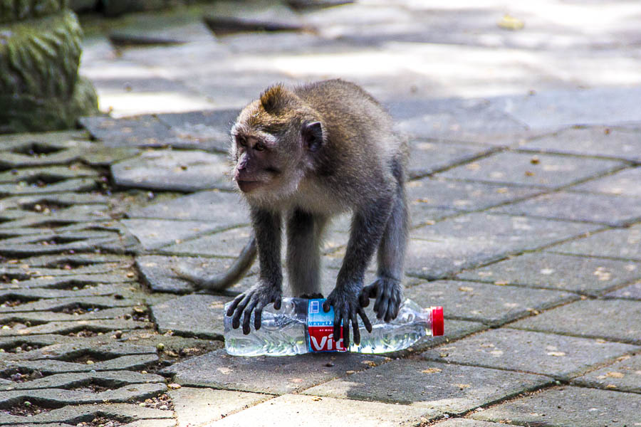 Monkey at Monkey Forest Ubud, Bali