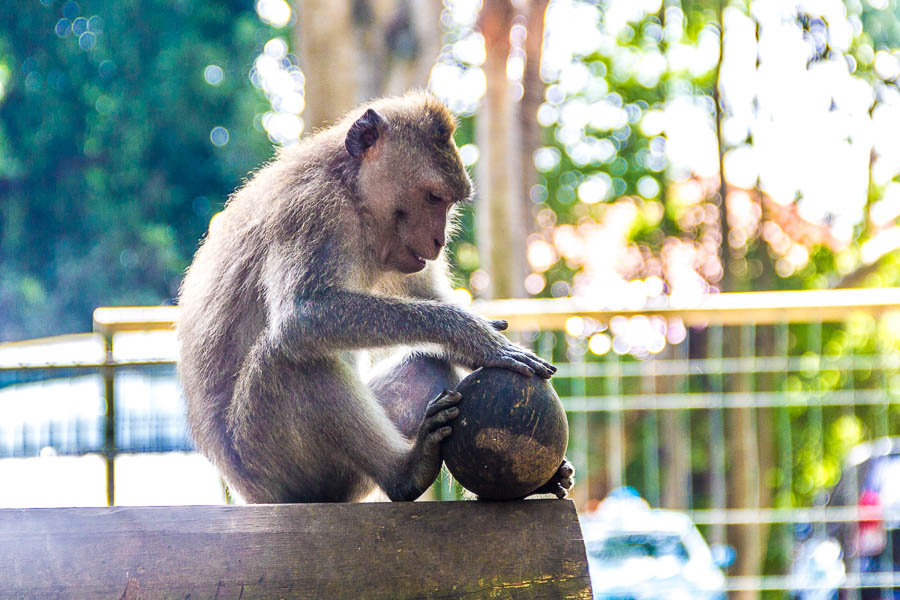 Monkey at Monkey Forest Ubud, Bali