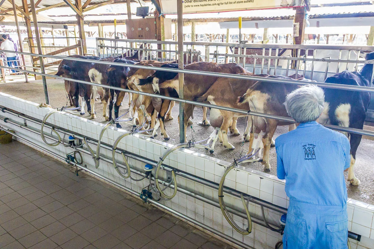 Goat Milking at Hay Dairies Goat Farm, Kranji Countryside, Singapore