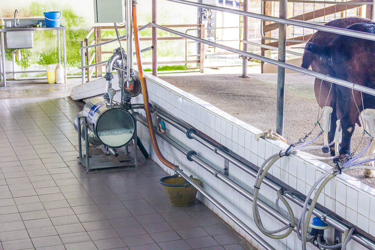 Goat Milking at Hay Dairies Goat Farm, Kranji Countryside, Singapore