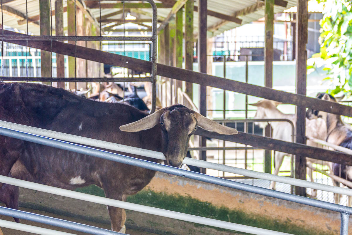 Goat Milking at Hay Dairies Goat Farm, Kranji Countryside, Singapore