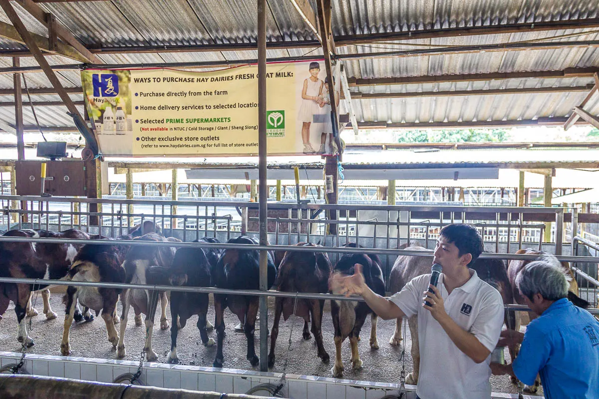 Goat Milking at Hay Dairies Goat Farm, Kranji Countryside, Singapore