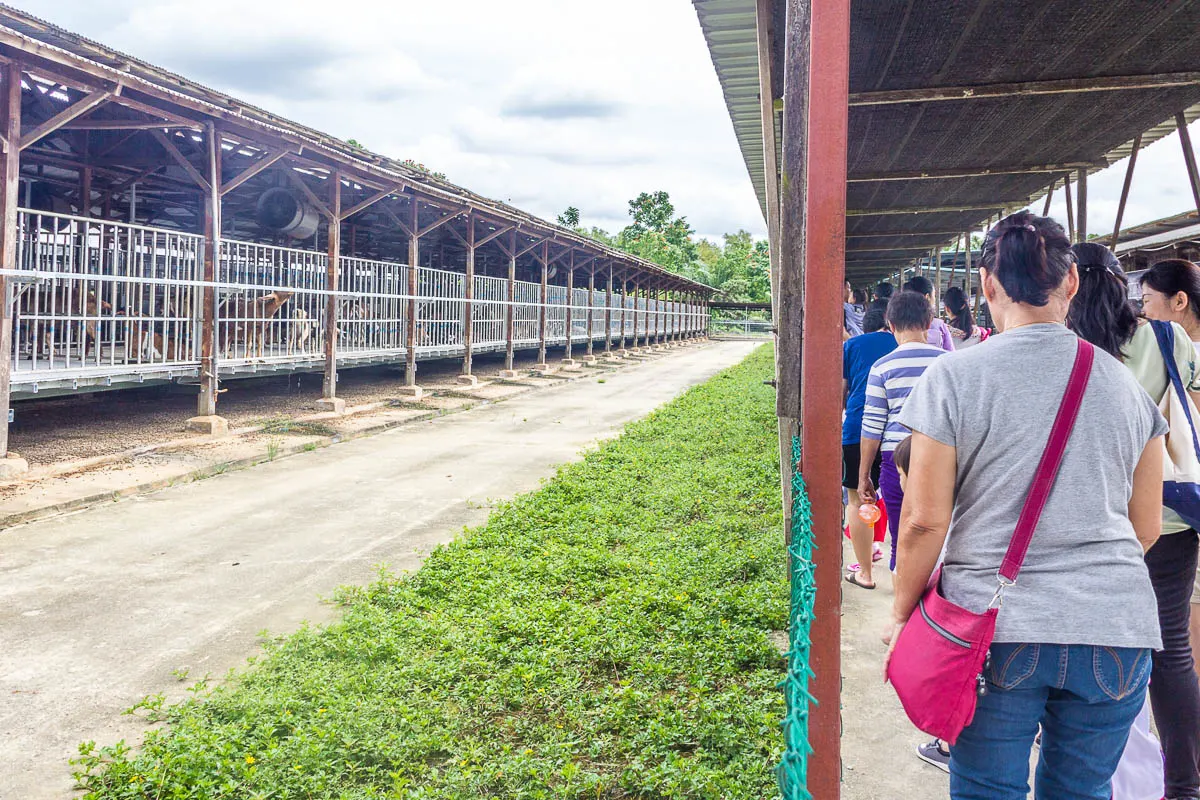 Feeding and petting goats at Hay Dairies Goat Farm, Kranji Countryside, Singapore