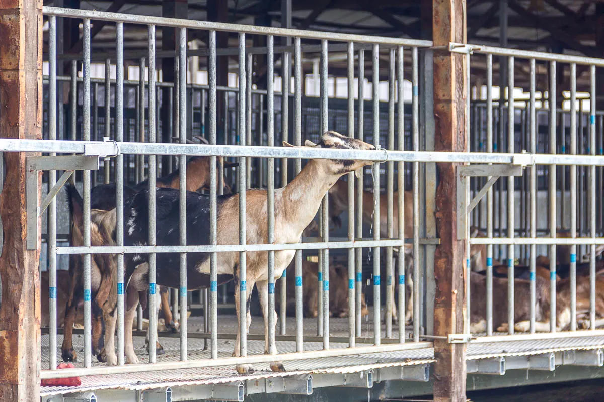 Feeding and petting goats at Hay Dairies Goat Farm, Kranji Countryside, Singapore