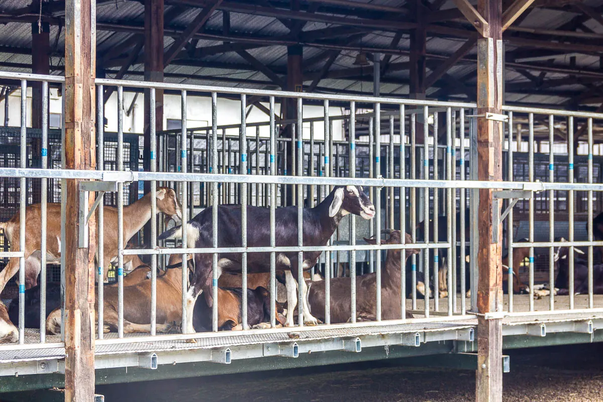 Feeding and petting goats at Hay Dairies Goat Farm, Kranji Countryside, Singapore