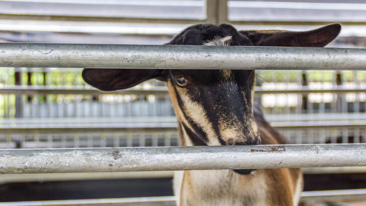 Feeding and petting goats at Hay Dairies Goat Farm, Kranji Countryside, Singapore