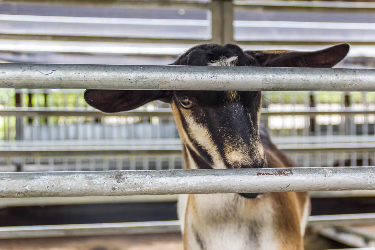 Feeding and petting goats at Hay Dairies Goat Farm, Kranji Countryside, Singapore