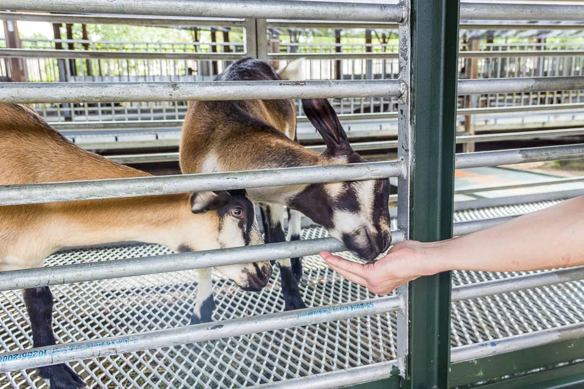 Feeding and petting goats at Hay Dairies Goat Farm, Kranji Countryside, Singapore