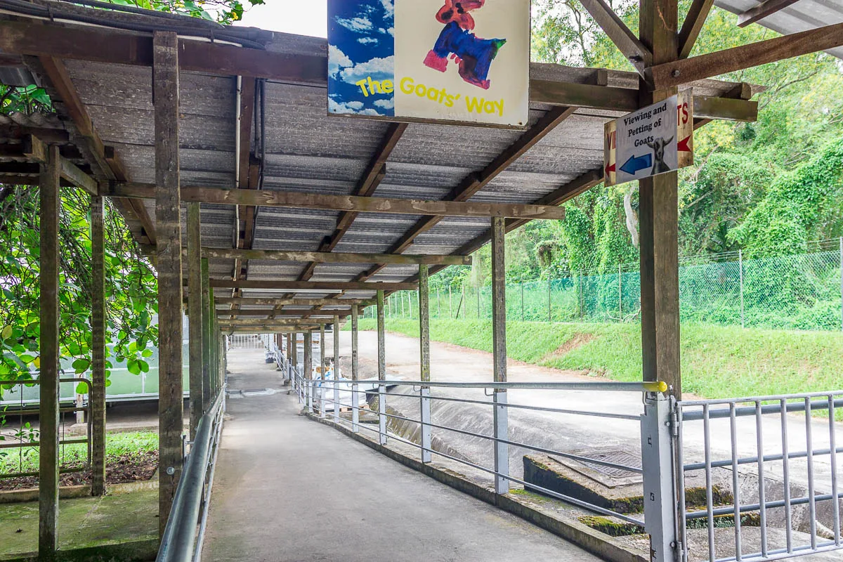 Feeding and petting goats at Hay Dairies Goat Farm, Kranji Countryside, Singapore