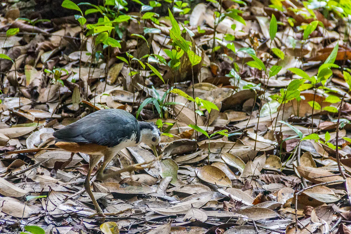 Bird at Migratory Bird Trail, Sungei Buloh Wetland Reserve, Kranji Countryside, Singapore